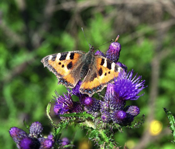 Kleiner Fuchs, &copy; VolkerTeuschler