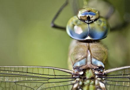 Gro&szlig;e K&ouml;nigslibelle, &copy; Naturpark S&uuml;deifel/Thomas Kirchen