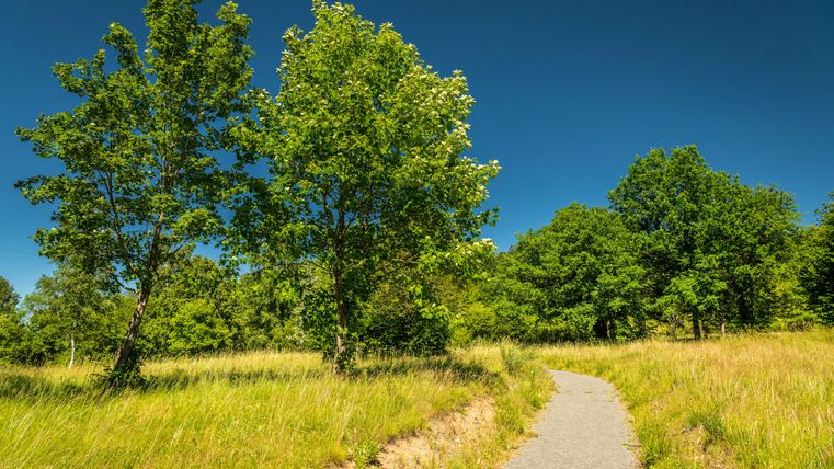 Ein schöner Weg, der durch eine grüne Wiese führt, umgeben von Bäumen. Der Himmel ist klar und blau.