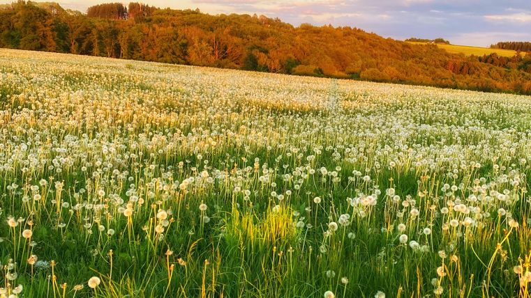 Ein weitläufiges Feld voller Löwenzahn im Licht der Abenddämmerung. Im Hintergrund sind sanfte Hügel und grüne Bäume zu sehen.