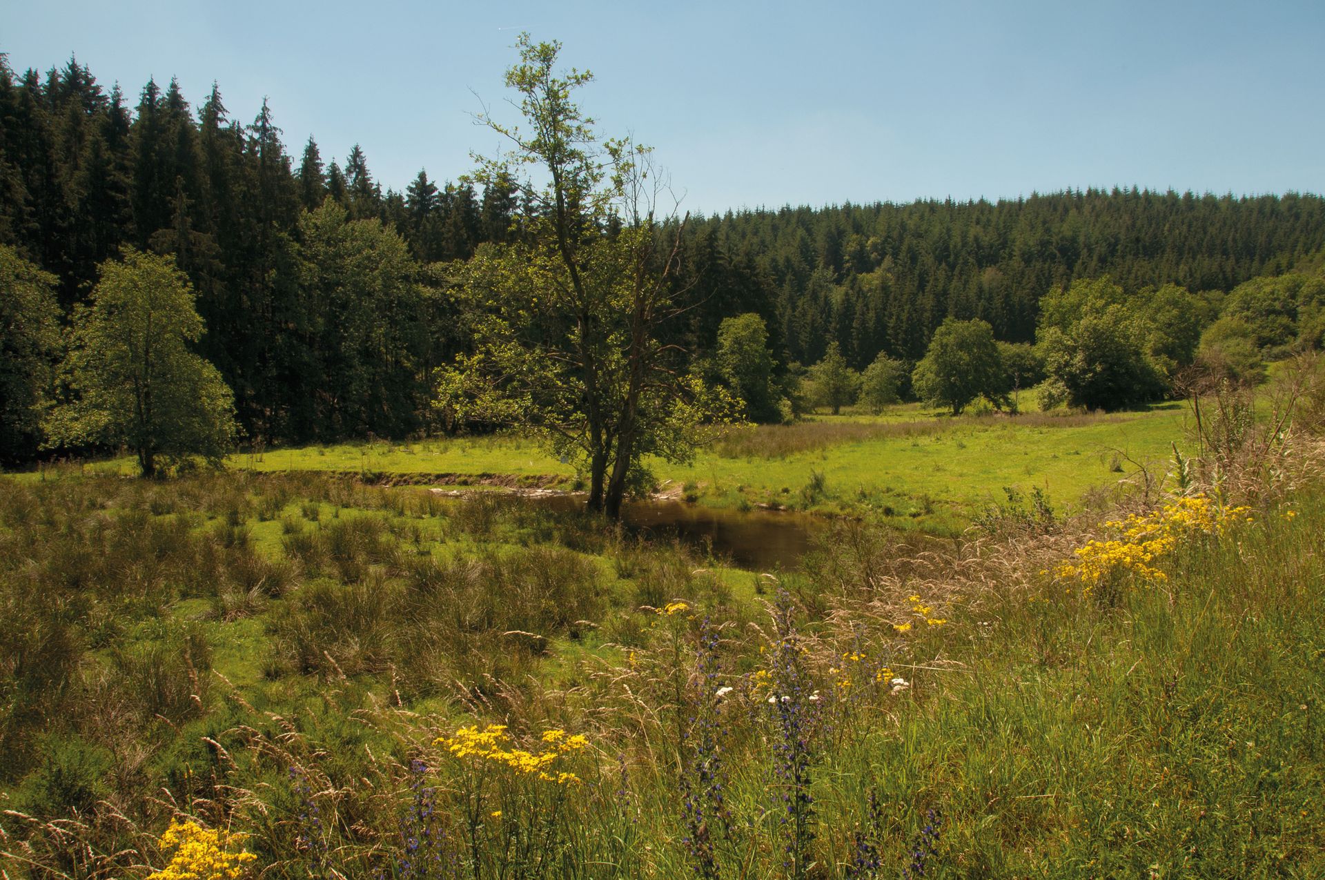 Premiumweg Irsenpfad