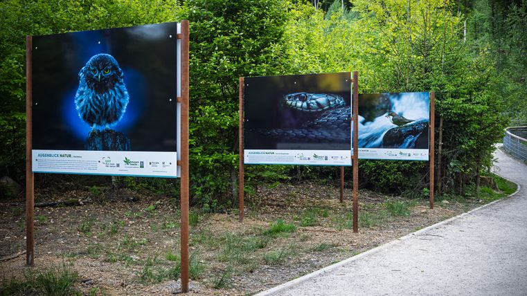 Ausstellung von Tierfotos bei den Irreler Wasserfällen