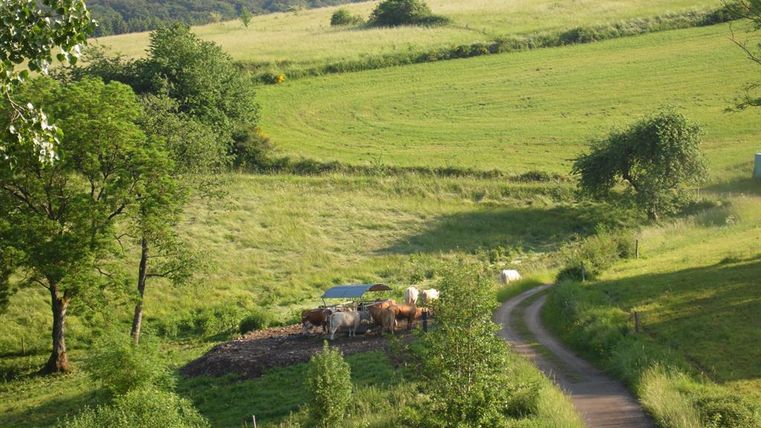 Een groen landschap met zachte heuvels en bomen. Op de voorgrond leidt een pad naar een gebied met koeien.