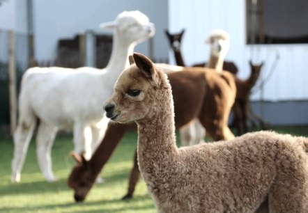 Hocheifel Alpakas, &copy; Hocheifel Alpakas Balter