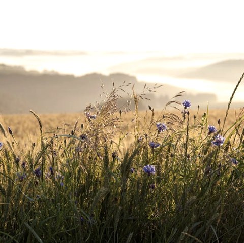 Morning mood with itching