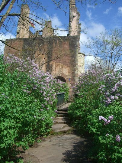 Un château en ruines entouré de buissons fleuris. Le chemin passe à travers une verdure luxuriante vers la ruine sous un ciel bleu clair.
