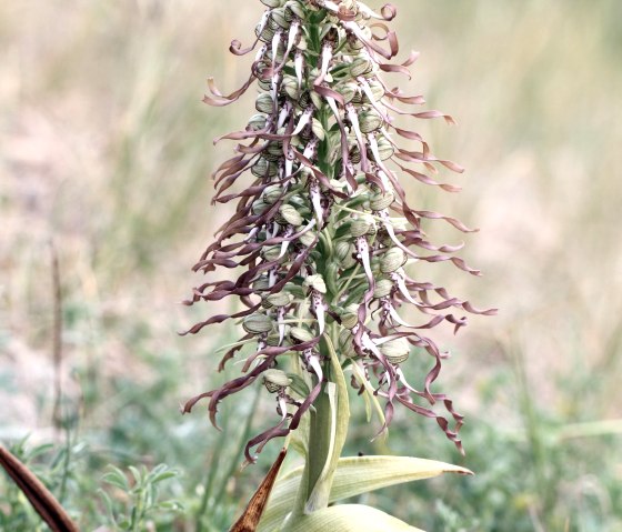 Bocks-Riemenzunge , &copy; G&uuml;nter M&uuml;ller