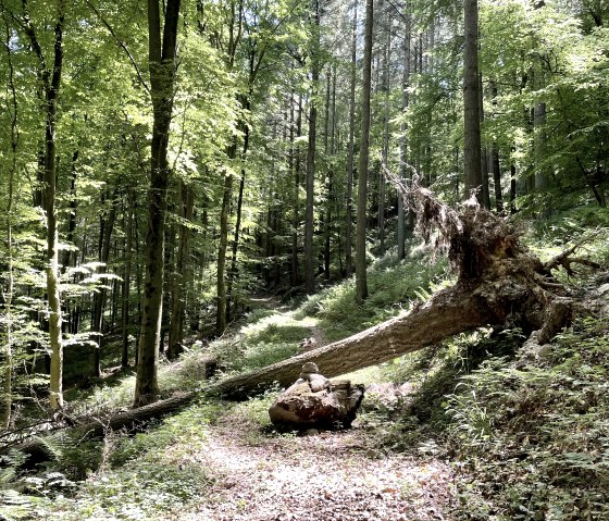Umgest&uuml;rzter Baum auf Wanderweg, &copy; Naturpark S&uuml;deifel/Ansgar Dondelinger
