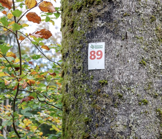 Ein Baum im Naturpark Südeifel mit einem Schild für den Rundwanderweg Nr. 89. Herbstliche Blätter in Grün und Orange umgeben den Baum., © TI Bitburger Land