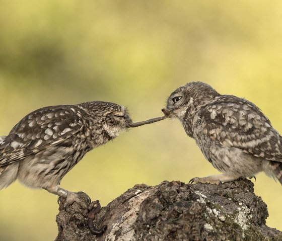 Steinkäuze, © Naturpark Südeifel/Horst Jegen