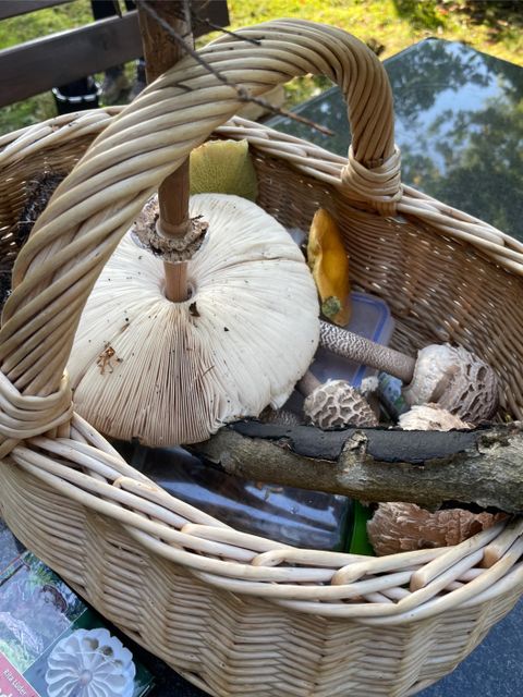 Ein Korb mit frischen, gesammelten Pilzen. Die Pilze sind in verschiedenen Formen und Farben, auf einem grünen Untergrund präsentiert.