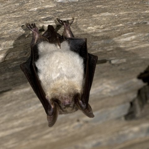 Fledermaus2, © ©  Naturpark_Südeifel_Horst_Jegen