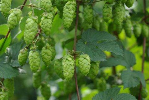 Des cônes de houblon verts pendent d'une plante. Les feuilles sont également vertes et donnent à la scène une atmosphère fraîche.