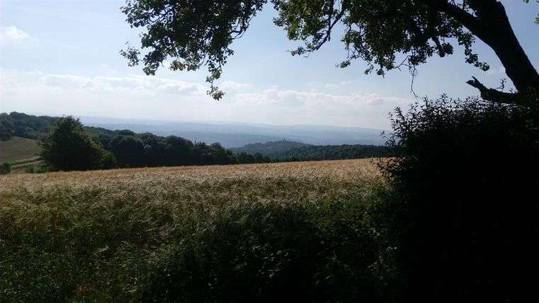 Un vaste paysage avec un champ doré et des collines douces à l'arrière-plan. Le ciel est clair avec quelques nuages.