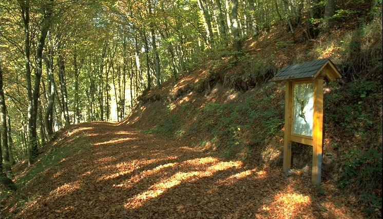 Ein Waldweg mit Herbstlaub bedeckt, rechts ein hölzernes Informationsschild.