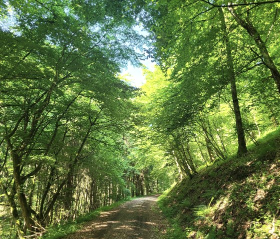 Waldweg bei Jucken, © Tourist-Information Islek