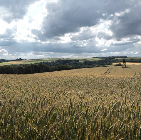 Ein weites Weizenfeld mit einem Hochsitz im Hintergrund, unter einem dramatisch bew&ouml;lkten Himmel in einer l&auml;ndlichen Landschaft., &copy; Naturpark S&uuml;deifel, Volker Teuschler