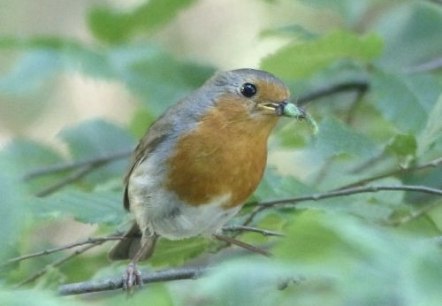 Rotkehlchen im Wald, &copy; Landesforsten.RLP.de/Martin Lotze