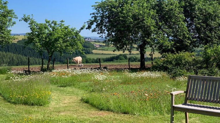 Een rustige landschap met groen gras en bomen. Op de achtergrond is een koe op een weiland te zien.