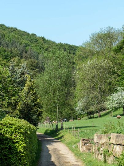 Een smal pad leidt door een groen landschap met bomen en weilanden. Op de achtergrond zijn zachte heuvels te zien.