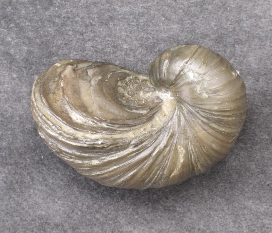 Ein fossiles Exemplar einer Teufelskralle mit spiralf&ouml;rmiger Struktur auf grauem Hintergrund., &copy; Elke Wagner, Felsenland S&uuml;deifel Tourismus GmbH