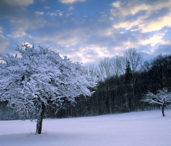 Besonders wenn im Winter Schnee liegt stehen V&ouml;geln weniger Futterquellen zur Verf&uuml;gung, &copy; Naturpark S&uuml;deifel/Charly Schleder