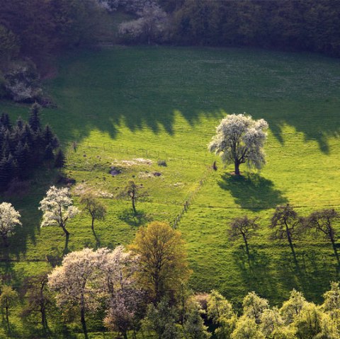 Blick auf eine gr&uuml;ne Wiese im Pr&uuml;mtal mit bl&uuml;henden B&auml;umen und langen Schatten im Sonnenlicht., &copy; Charly Schleder
