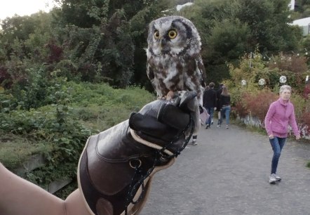 Eulenwanderung, &copy; TIBitMeS 