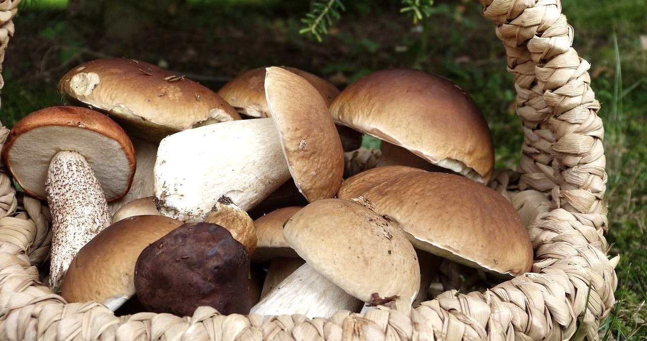 Mushrooms, © Pixabay