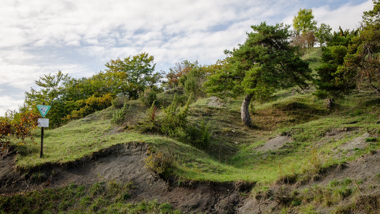 Grüne Hügellandschaft mit Bäumen und einem Naturschutzgebietsschild.