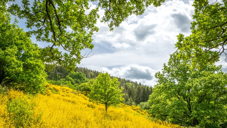 Landschaft mit gelben Ginsterfeldern und grünen Bäumen unter bewölktem Himmel.