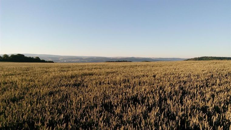 Un vaste champ de blé mûr qui brille sous la lumière douce. À l'arrière-plan, des collines douces s'étendent sous un ciel dégagé.
