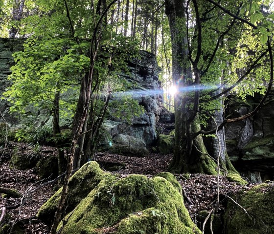 Sonnenlicht fällt durch Bäume auf moosbedeckte Felsen in einem Wald. Die Felsformationen sind von üppigem Grün umgeben., © Felsenland Südeifel Tourismus, Anna Carina Krebs