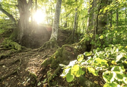 Schneifel-Pfad bei Birresborn, &copy; Eifel Tourismus GmbH/Dominik Ketz
