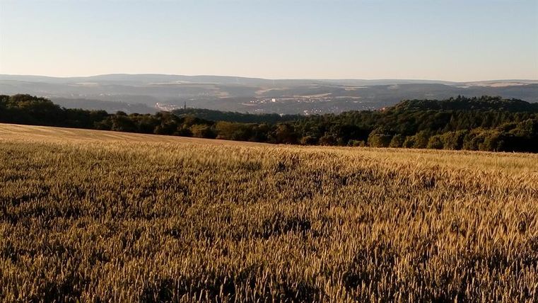 Un vaste paysage de champs avec du blé doré et des collines douces en arrière-plan. Le ciel est dégagé et le soleil brille doucement.