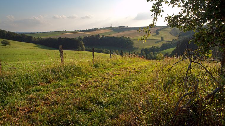 Landschaft mit Wiesen, Bäumen und einem Zaun im Vordergrund.