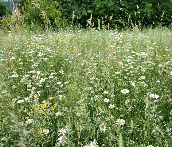 Blumenwiese, © Naturpark Südeifel/Indra Schaperdoth
