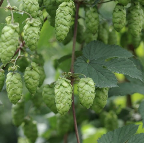 Hops, © Felsenland Südeifel Tourismus Gmbh, Peter Weber