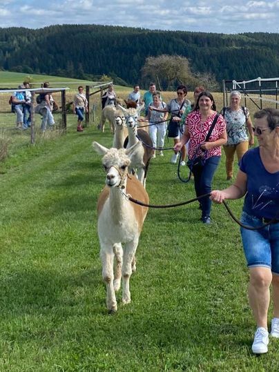 Een groep mensen wandelt met alpaca's op een groen veld. Op de achtergrond zijn bossen en een uitgestrekt landschap te zien.