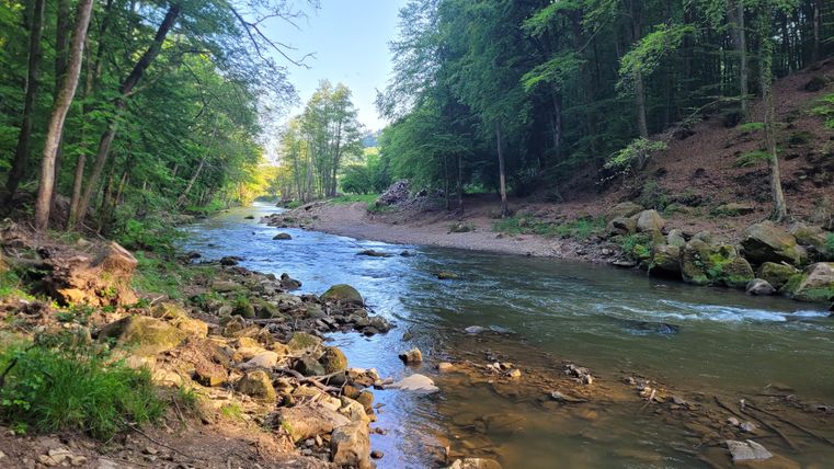 Ein ruhiger Fluss fließt durch einen grünen Wald. Das Wasser ist klar und die Ufer sind von Steinen und Pflanzen umgeben.