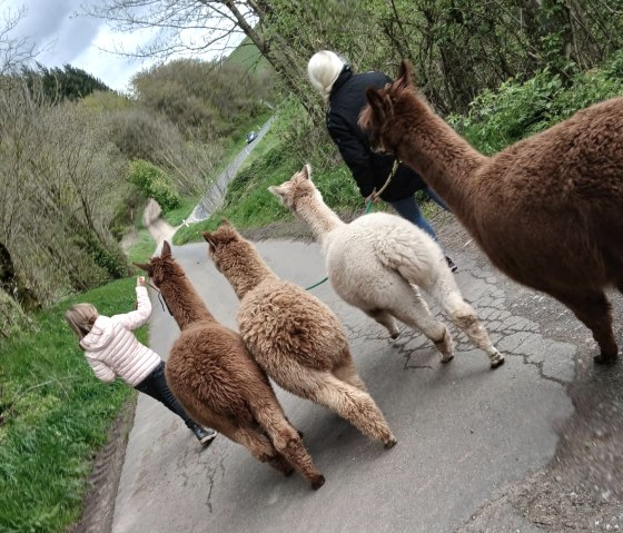 mit Alpakas unterwegs, &copy; Dirk Laures