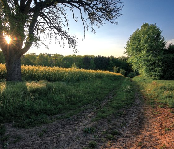 Ein Feldweg führt durch eine grüne Landschaft mit blühenden Feldern und Bäumen. Die Sonne scheint durch die Äste eines Baumes., © Naturpark Südeifel, Charly Schleder