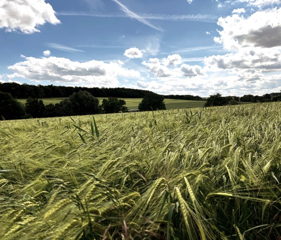 Green cornfield under a blue sky with white clouds, surrounded by trees in the distance., &copy; TI Bitburger Land