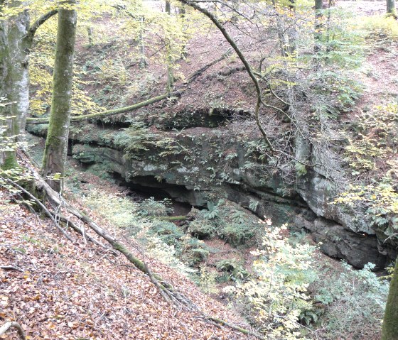 Waldlandschaft mit Buntsandsteinfelsen, bedeckt von Moos und Farnen. Herbstlaub bedeckt den Boden, während Bäume das Bild umrahmen., © Felsenland Südeifel Tourismus GmbH, Christian Calonec-Rauchfuss