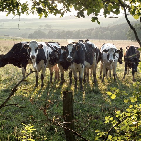Calves near Eilscheid, © V. Teuschler