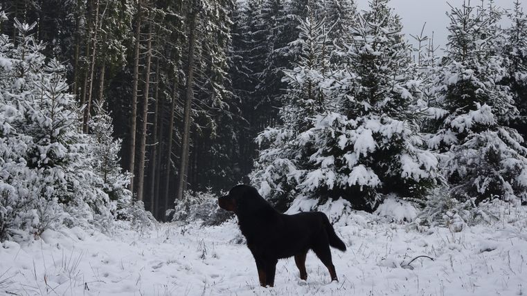 Een hond staat in een besneeuwd bos. De bomen zijn bedekt met sneeuw en het landschap is rustig en winters.