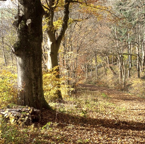 Herbswald, © V. Teuschler