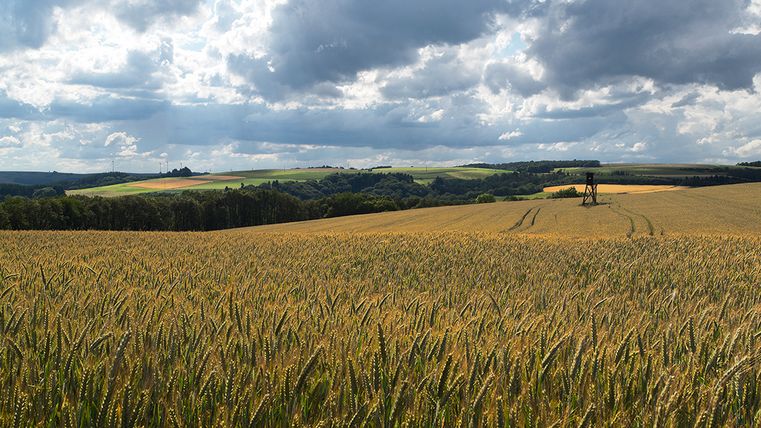 Weizenfeld mit Hochsitz unter bewölktem Himmel.