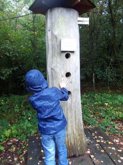 Kind in blauer Jacke erkundet einen Baumstamm mit Löchern in einem Wald.