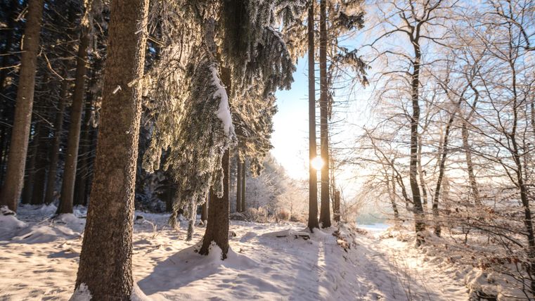 Ein Winterwald mit hohen Bäumen und einer schneebedeckten Unterfläche. Die Sonne scheint durch die Bäume und sorgt für eine warme Lichtstimmung.